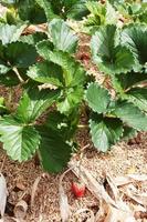 Fresh red Strawberry with flowers and green leaves on Straw cover soil in Plantation Farm on the mountain in Thailand photo