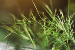 Fresh greenery of grass field in beautiful natural sunlight photo
