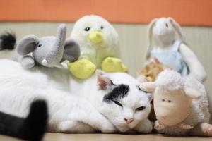 negro y blanco gato dormido y relajarse en de madera terraza con natural luz de sol foto