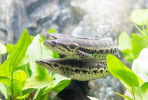 Fresco agua pescado cubierto de manchas cabeza de serpiente foto