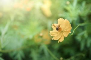 abeja en amarillo cosmos flor con Dom ligero foto