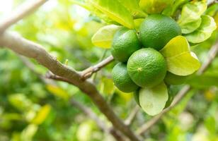 lime on tree or green lemon fruit photo