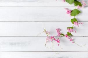 Mexican Creeper pink flower on white wood background photo