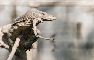 Water monitor or Varanus salvator on branch photo