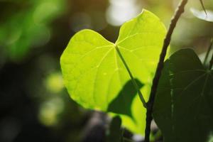 corazón forma hojas con natural luz de sol en bosque foto