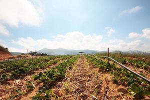 trawberry Mountain Farm on slope and step with sunrise on hill in Thailand photo