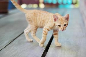 Kitten orange striped cat enjoy and relax on wooden terrace with natural sunlight photo