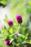 Blooming Pink Globe Amaranth or Bachelor Button flowers in natural sinlight photo