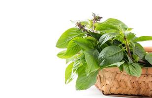 fresh sweet Basil leaf isolated on white photo