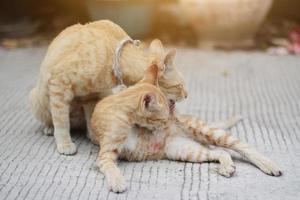 madre y gatito naranja a rayas gato dormido y relajarse en de madera terraza con natural luz de sol foto