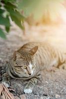 gris a rayas gato disfrutar y relajarse en suelo piso en jardín con natural luz de sol foto