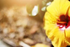 floreciente amarillo hibisco o zapato flor en natural luz de sol foto