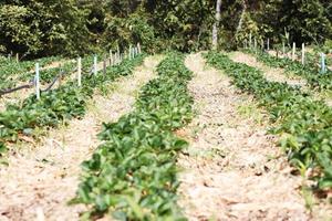 Strawberry Mountain Farm on slope and step with sunrise on hill in Thailand photo