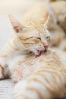 Kitten orange striped cat sleeping and relax on wooden terrace with natural sunlight photo