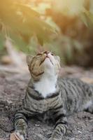 Grey striped cat enjoy and relax on Soil floor in garden with natural sunlight photo