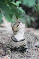 Grey striped cat enjoy and relax on Soil floor in garden with natural sunlight photo