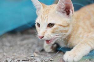 Cute Orange Kitten striped cat enjoy and relax on blue net in garden with natural sunlight photo