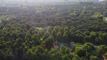 vista aérea de árvores de cultivo e plantação em viveiro ao ar livre. belo jardim agrícola. negócio de cultivo. fundo de paisagem natural. video
