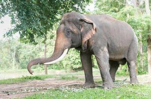 Big Thai elephant in forest,reserve animal photo