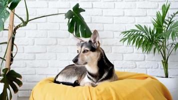 Pet care. Cute tired mixed breed dog lying on yellow bed at home falling asleep, home plants on the background video