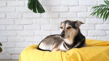 Pet care. Cute tired mixed breed dog lying on yellow bed at home falling asleep, home plants on the background video