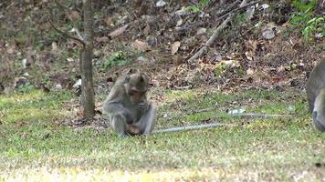 weinig apen op zoek voor voedsel in de natuurlijk Woud gedurende zomer in Azië Thailand. video