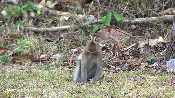pequeno macacos olhando para Comida dentro a natural floresta durante verão dentro Ásia tailândia. video