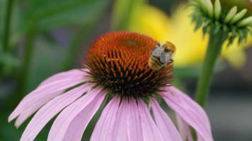 Bumblebee on a Garden Flower. Close Up Macro Shot video