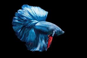 blue siamese fighting fish, betta splendens photo