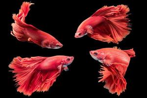 rojo siamés luchando pez, Betta splendens aislado foto