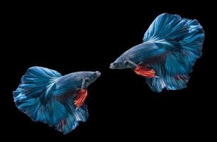 two blue siamese fighting fishs, betta splendens photo