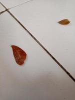 Close up of dried leaves, in a white background photo