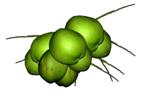 logo beeld kokosnoten png