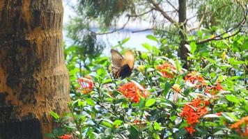 rot Soka Blumen blühen zu produzieren Nektar zum Monarch Schmetterling Essen video