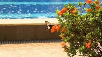 Soka Blumen und das sri Lanka Ceylon Rose Schmetterling Flügel welche sind Schwarz, Weiß und leicht braun mit ein Schwimmen Schwimmbad Hintergrund mit klar Wasser video
