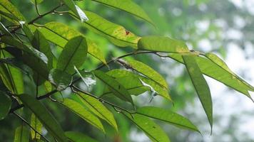 lagartas do a maioria espécies estão herbívoros, geralmente voraz comedores video