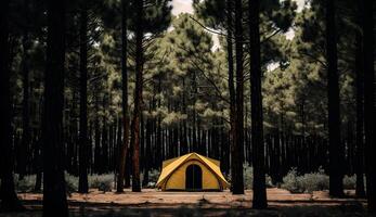 summer camp in the pine forest,view of camping tents among the pine trees , photo