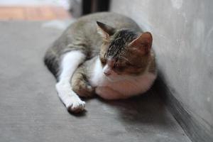pose of a cat sitting relaxed photo