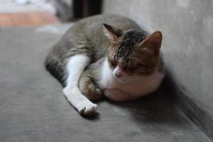 pose of a cat sitting relaxed photo