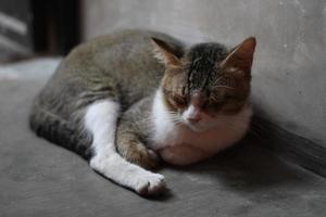 pose of a cat sitting relaxed photo