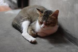 pose of a cat sitting relaxed photo