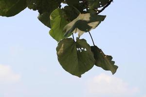 small leaf photo hanging above