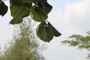 pequeño hoja foto colgando encima