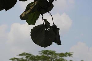 small leaf photo hanging above