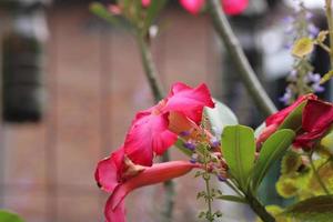 Photo of Blushing Red Flowers In The Garden red