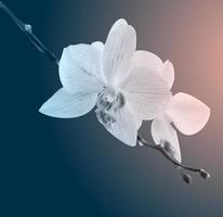 Beautiful orchid flowers. Vintage card. Sad mood. vector