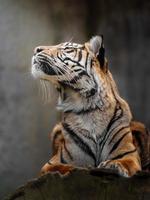 tigre de sumatra, en, zoológico foto