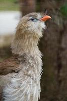 Red legged Seriema photo