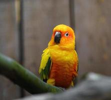 Sun parakeet on branch photo