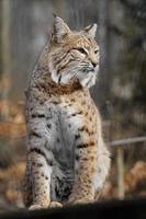 Portrait of Bobcat photo